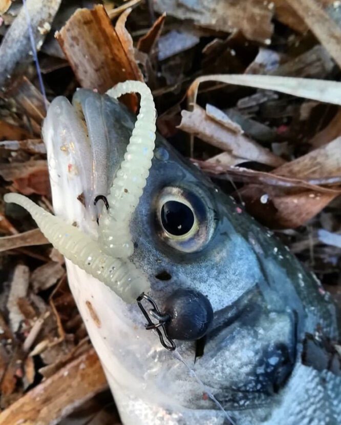 AFISHTESTI