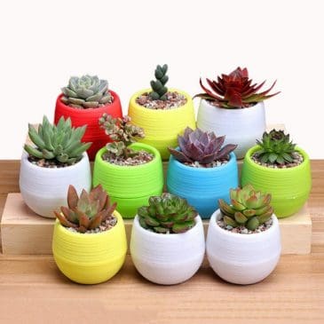 Pot Bunga